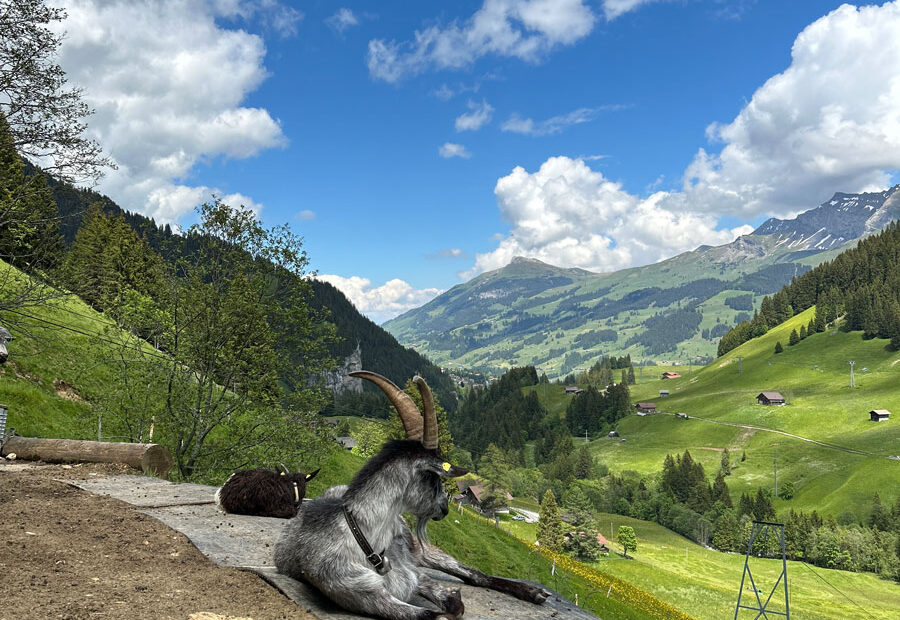 Weidhaus Urlaub Berge Adelboden Ferien offline Natur Alphütte off grid Zottelgeiss 18